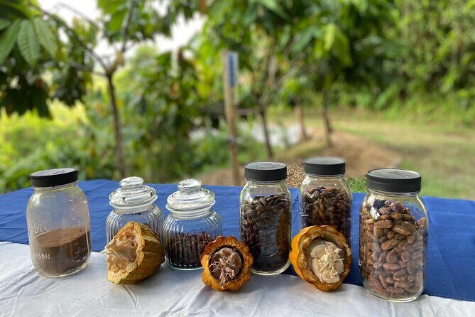 Cacao Walking Tour in Puerto Rico - Live Harvesting and Cacao Life Cycle