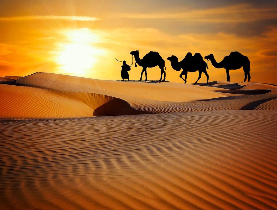 Camel ride through desert dunes during safari tour at sunset