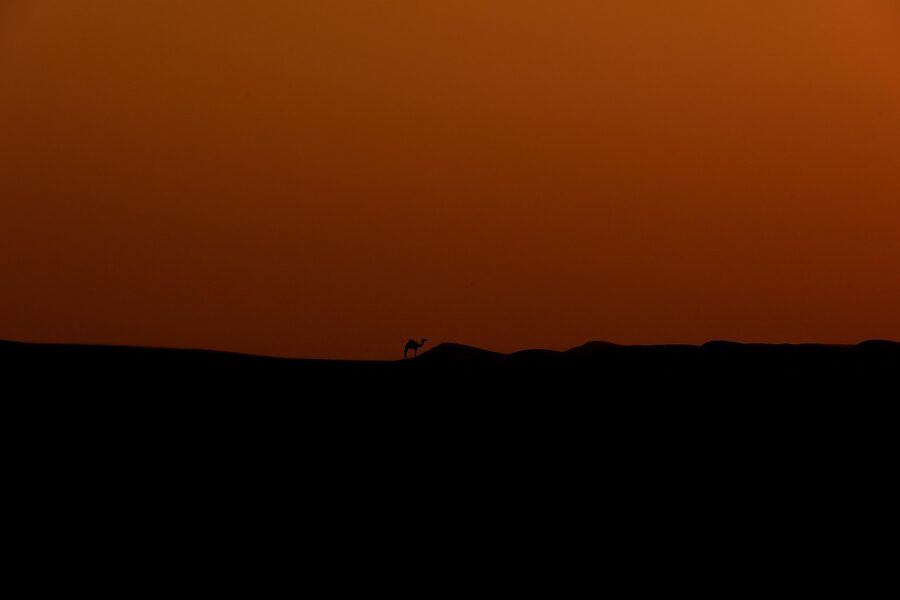 Solitary camel silhouette against Arabian desert sunset