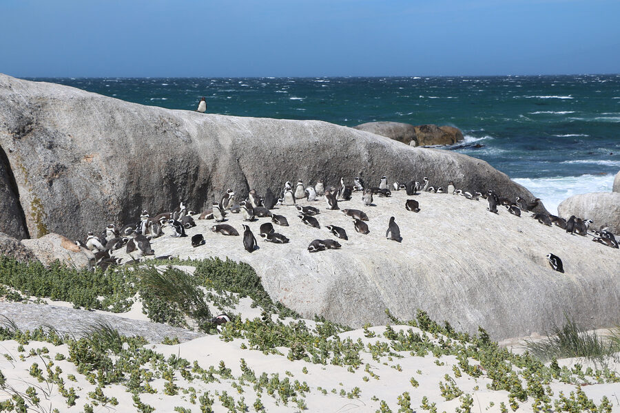 African penguin colony at Boulders Beach
