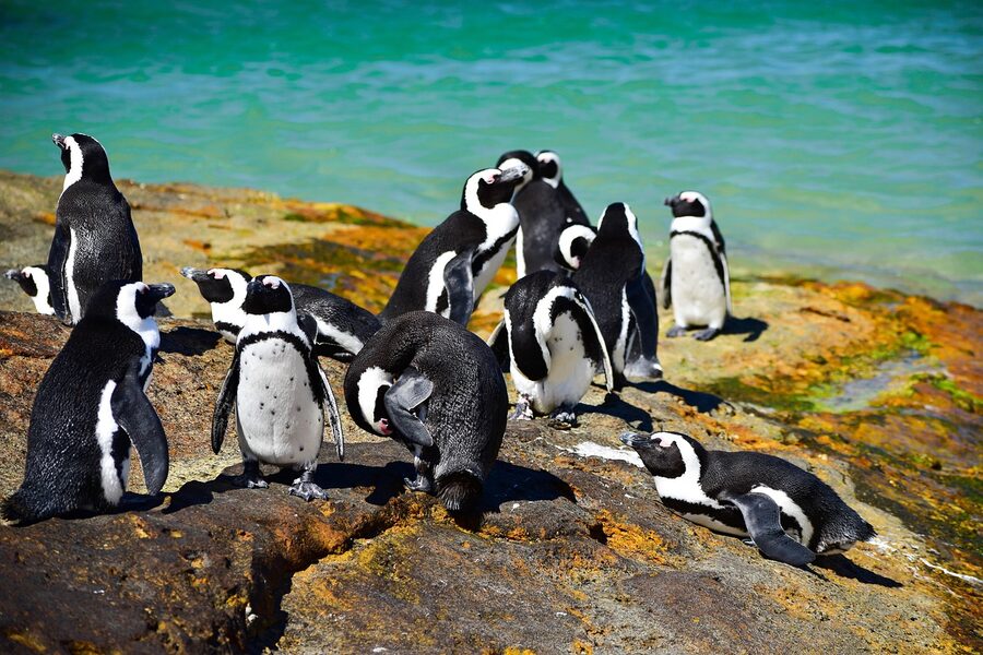 African penguins at Boulders Beach