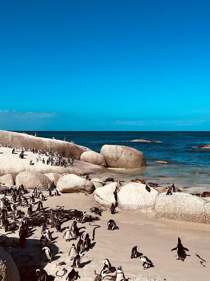 Group of African penguins on beach