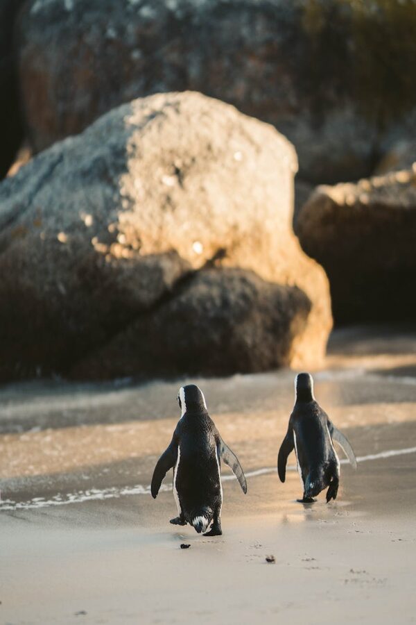 Two penguins walking on a sandy beach
