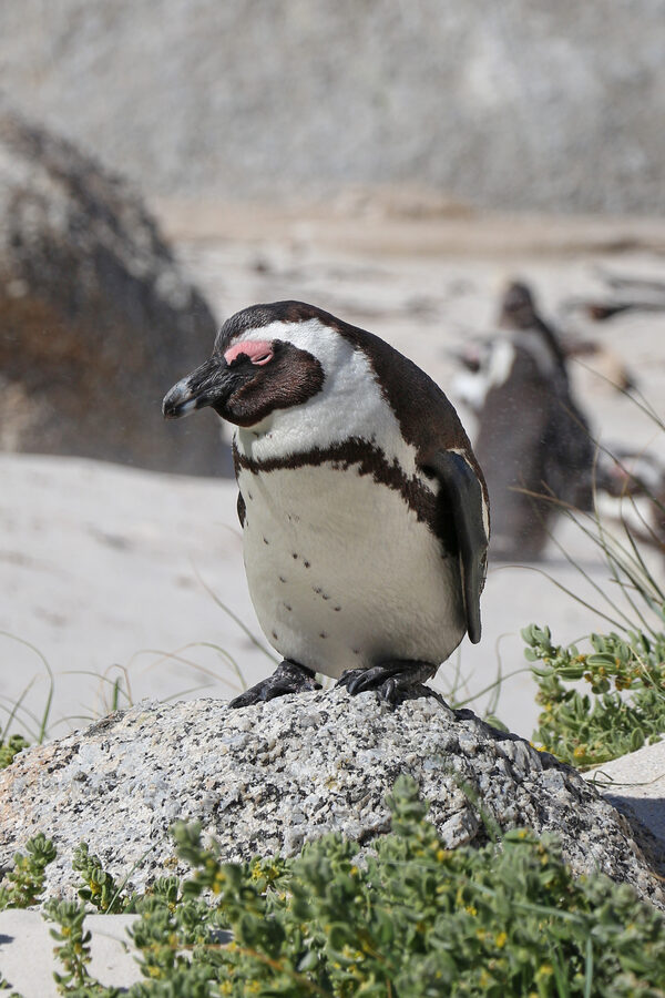 African penguin at Boulders Beach