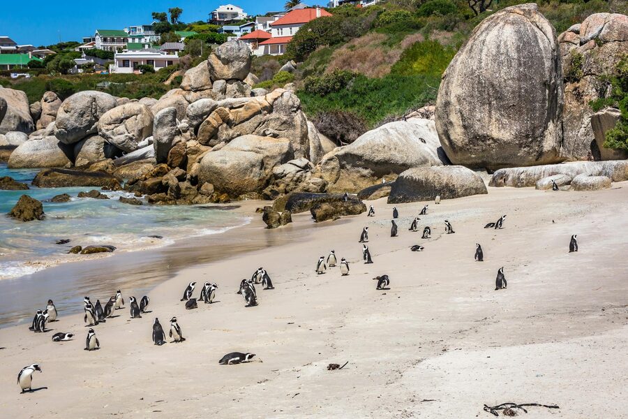 African penguins on Boulders Beach in sunshine