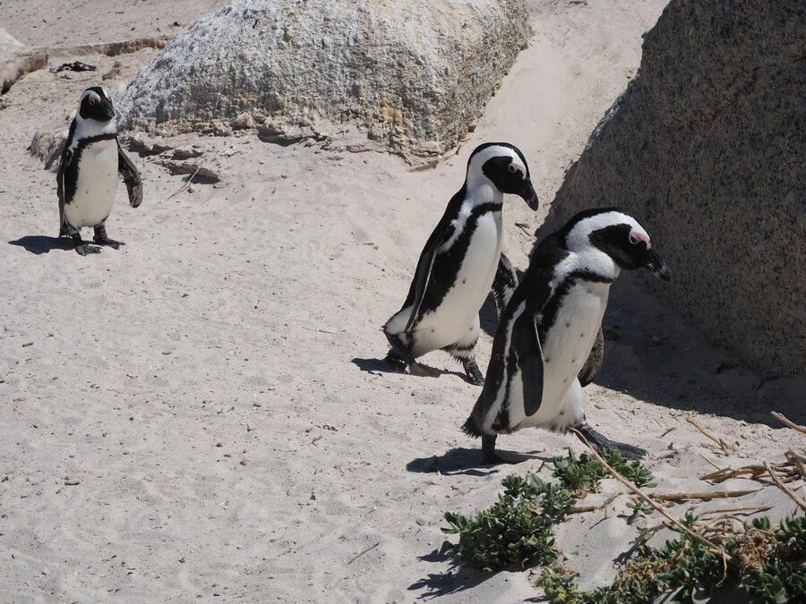 Three African penguins walking on Boulders Beach