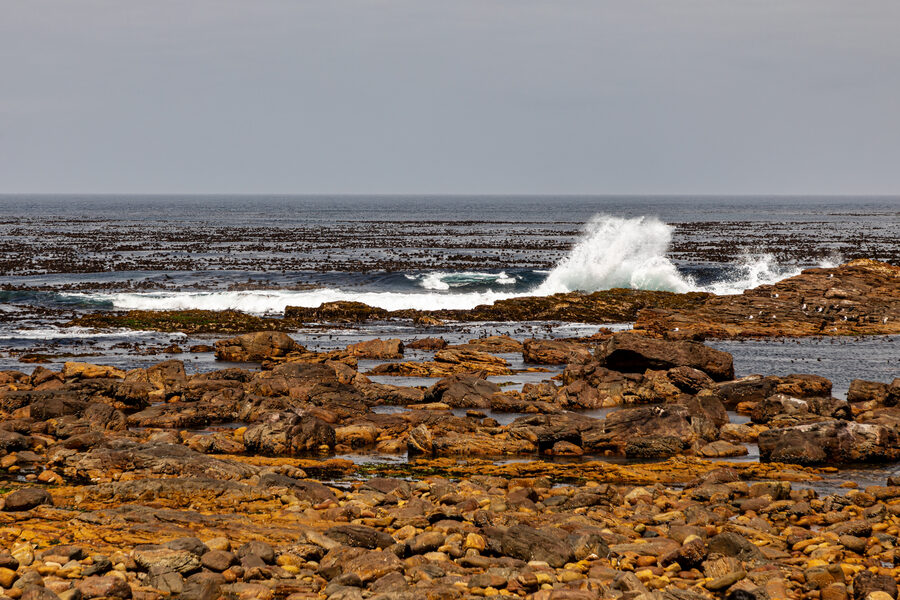 Coast at the Cape of Good Hope