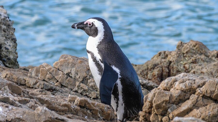 African penguin at Cape Town Boulders