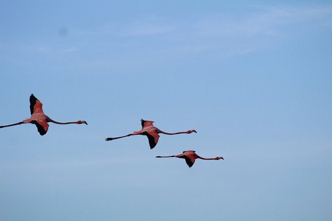 Caroni Bird Sanctuary Tour - The Guided Experience: Why It Matters