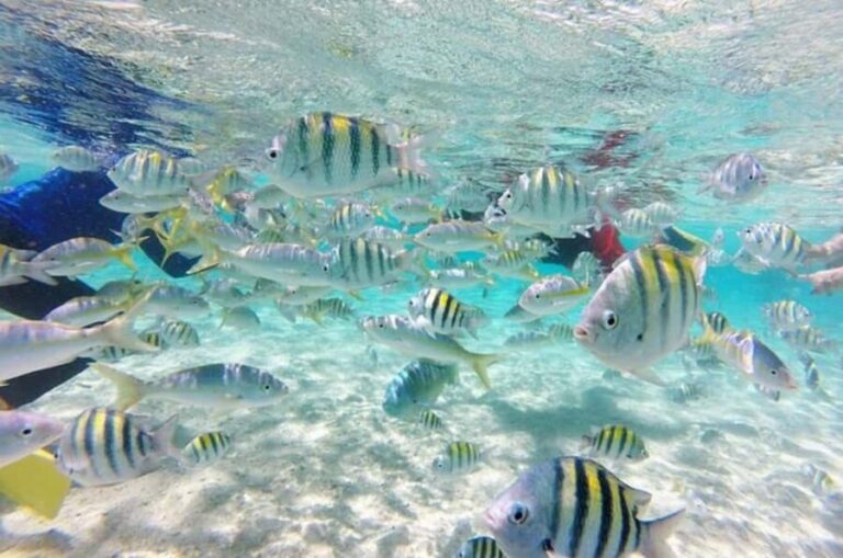 Cayo Arena: Paradise Island and Mangroves Tour - The Practical Side: Transportation, Duration, and Value