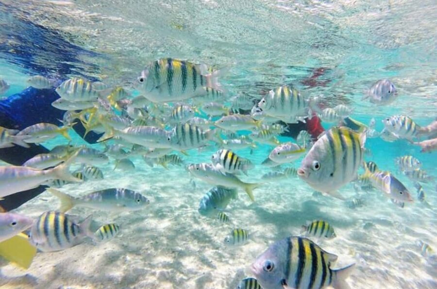 Cayo Arena: Paradise Island and Mangroves Tour - The Practical Side: Transportation, Duration, and Value