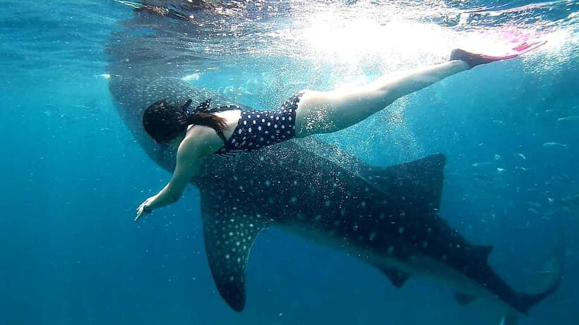 Cebu Oslob: Whale Shark Watching Experience - What’s Included and What to Know