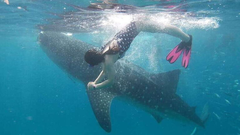 Cebu: Whaleshark Encounter, Tumalog Falls & Sumilon Sandbar - Analyzing the Itinerary in Detail