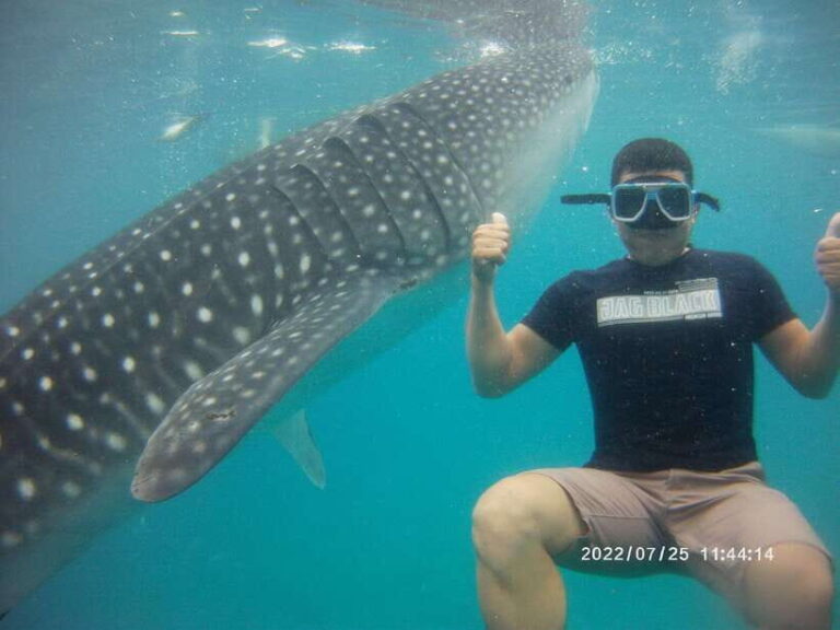 Cebu: WhaleShark , Tumalog Falls, & Sardine Run Snorkeling - Authentic Reviews and What Travelers Say