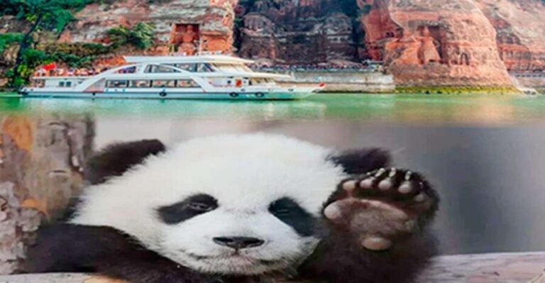 Chengdu panda & Leshan Buddha One Day Private Tour - Who Should Book This Tour?
