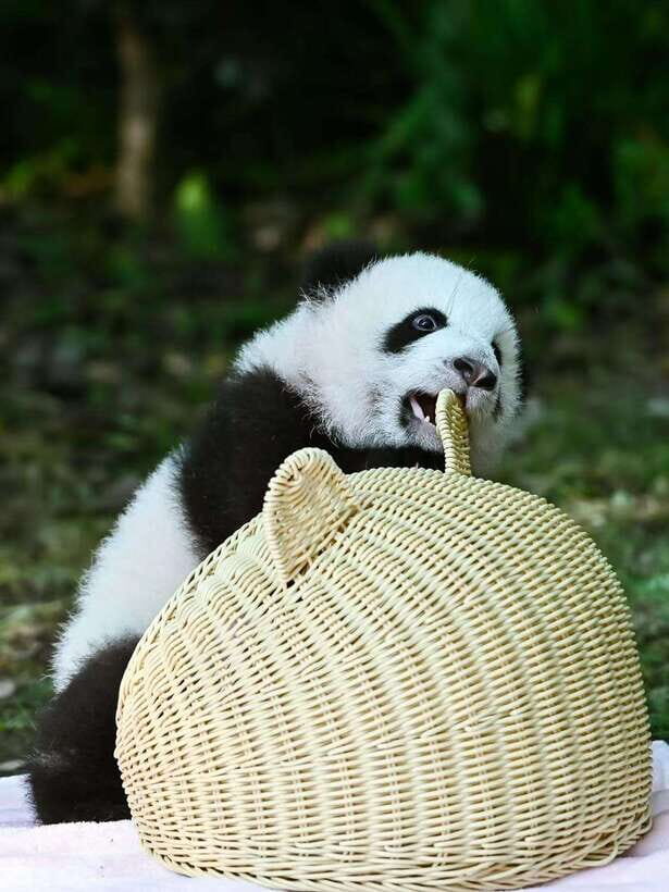 Chengdu: Panda Research Base Ticket or Private Transfer Tour - The Sum Up