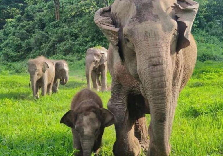 Chiang Mai | TeeTee Elephant Home Elephant Care Half-Day - What We Loved