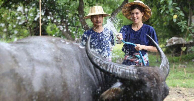 Chiang Mai: Thai Buffalo and Rice Planting Experience - The Itinerary: What to Expect