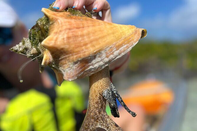 Clear Kayak Eco Tour Explore Mangroves and Meet the Turtles - Who Will Love This Tour?