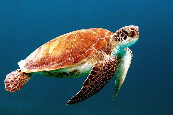 Clear Kayak Tour in Turks & Caicos Islands - The Itinerary in Detail