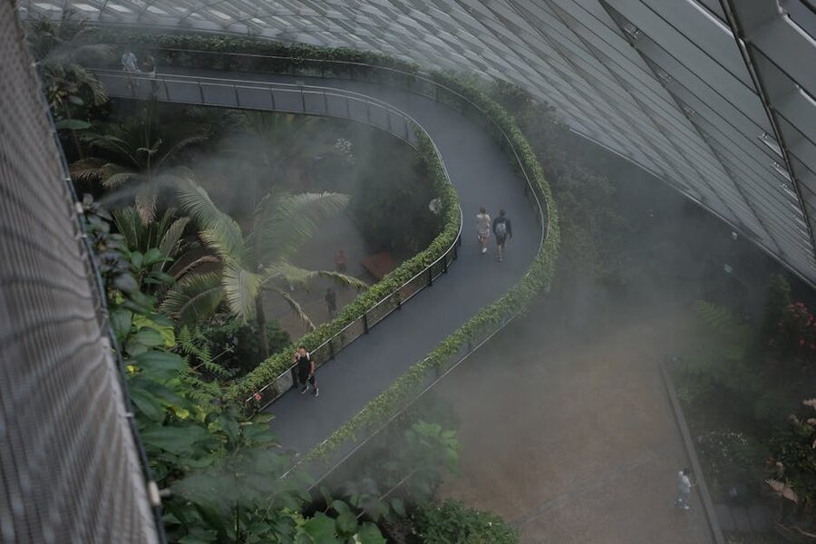 Misty walkway through cloud forest biodome with lush tropical plants