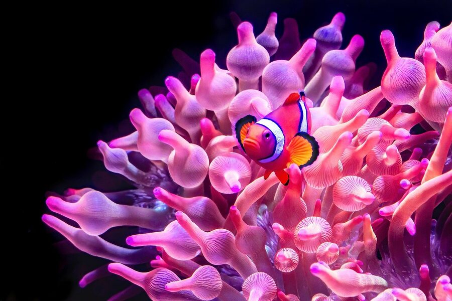 Clownfish in anemone like Finding Nemo