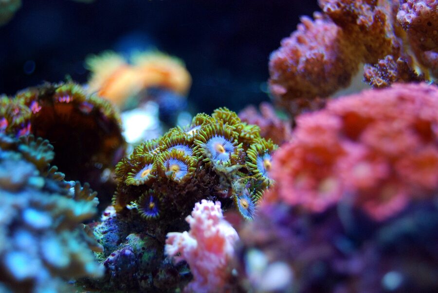 Colorful tropical coral reef with marine life