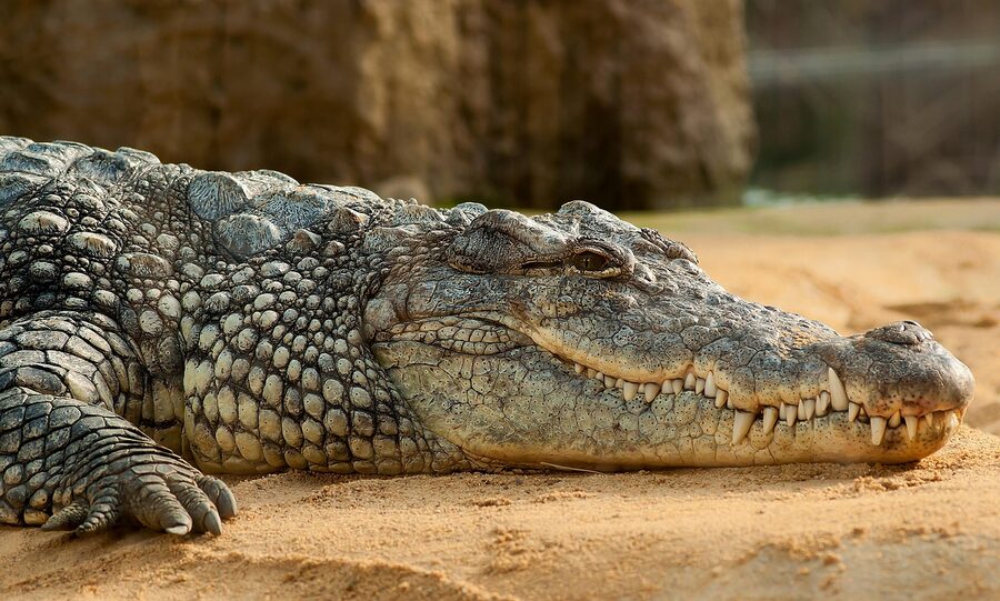 Crocodile in zoo reptile exhibit