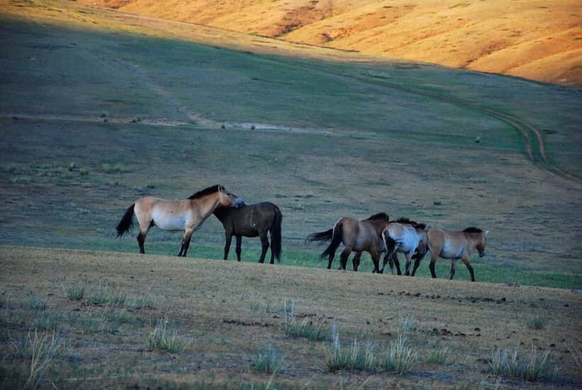 Day tour to Hustai national park - Final Thoughts