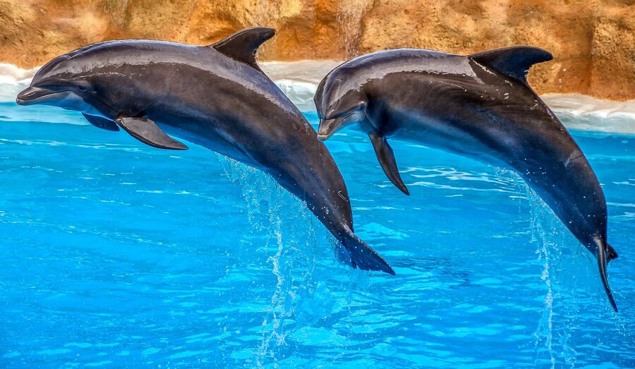 Dolphin encounter swimming and interaction experience