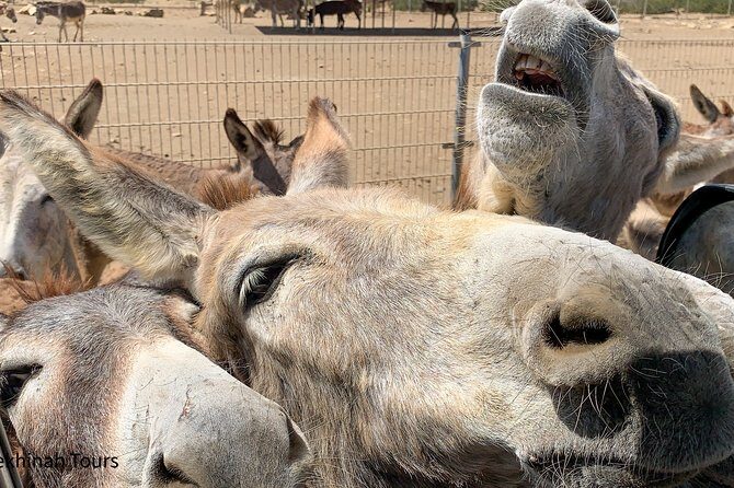 Donkey Sanctuary Tour with a Local Guide - Who Should Book This Tour?