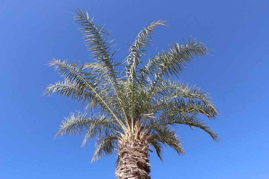 Dubai beach with palm trees and coastline