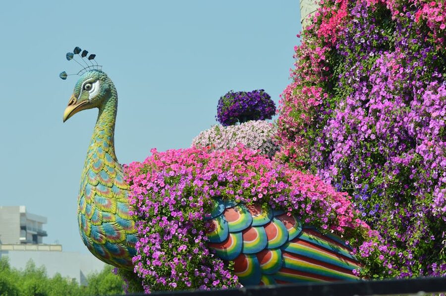 Peacock floral display at Dubai Miracle Garden