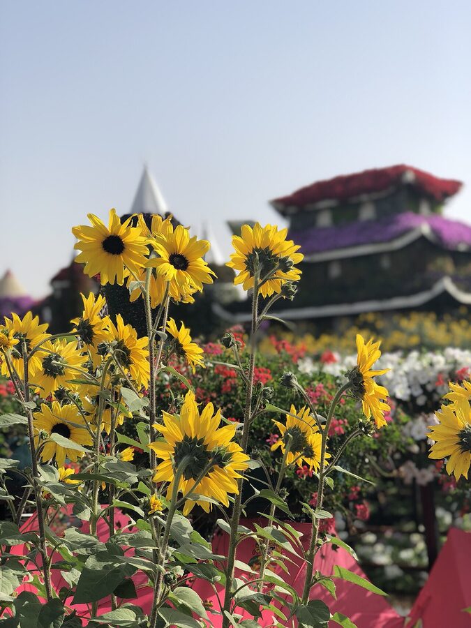 Sunflower field at Dubai Miracle Garden
