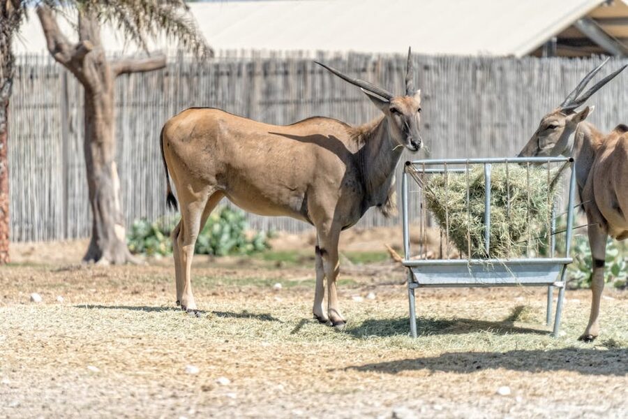 Antelopes feeding at Dubai Safari Park
