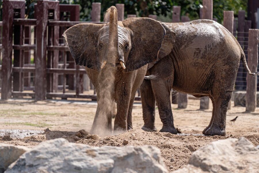 African elephant tossing sand with trunk at Dubai Safari Park