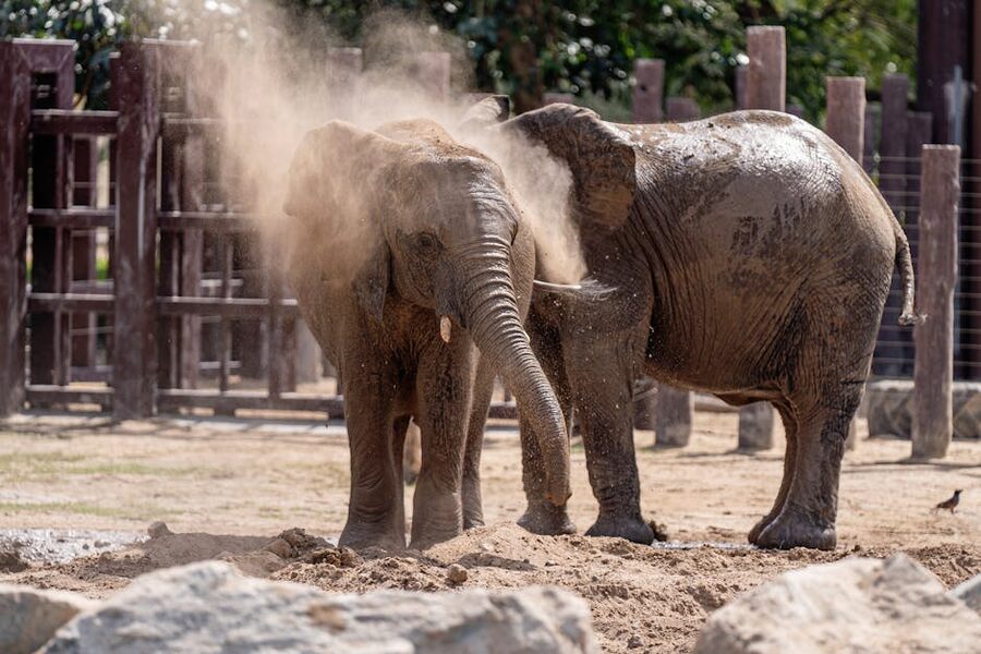 African elephants taking a dust bath at Dubai Safari Park
