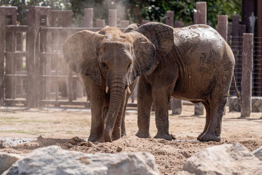African elephants covered in mud at Dubai Safari Park
