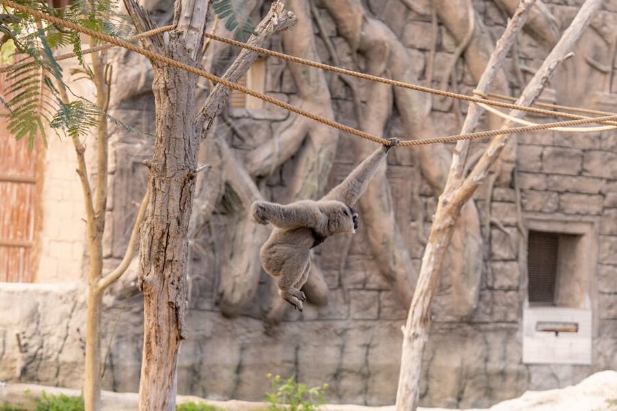 Gibbon swinging on a rope at Dubai Safari Park