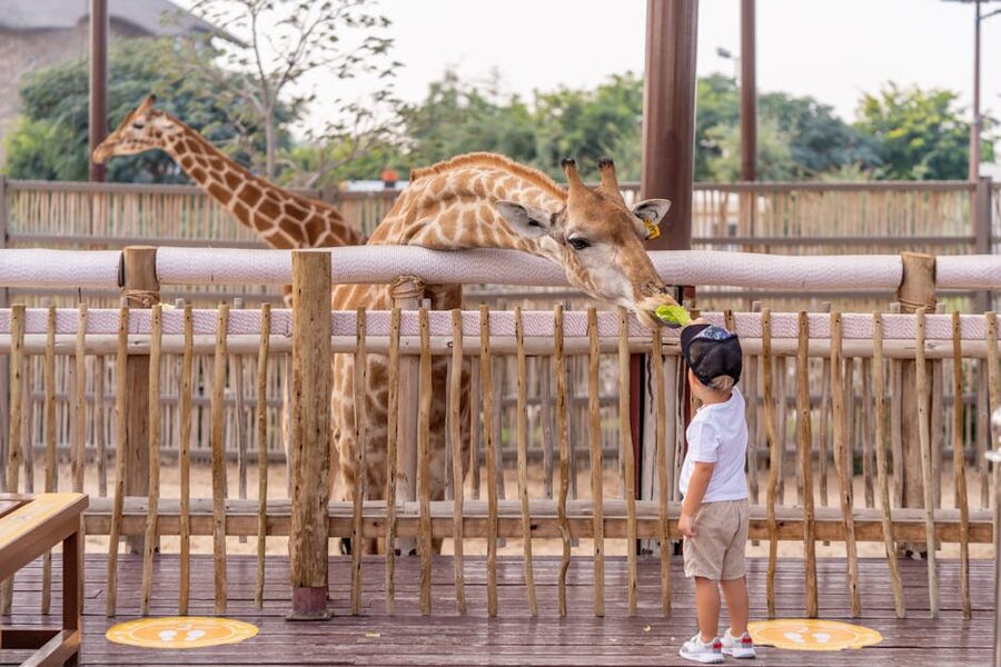 Young child feeding a giraffe at Dubai Safari Park