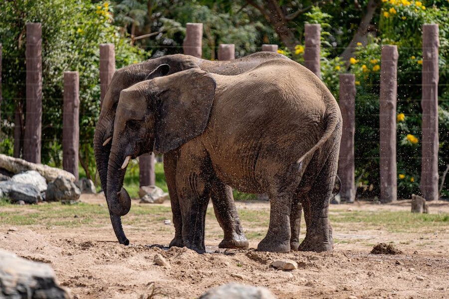 Pair of African elephants at Dubai Safari Park enclosure