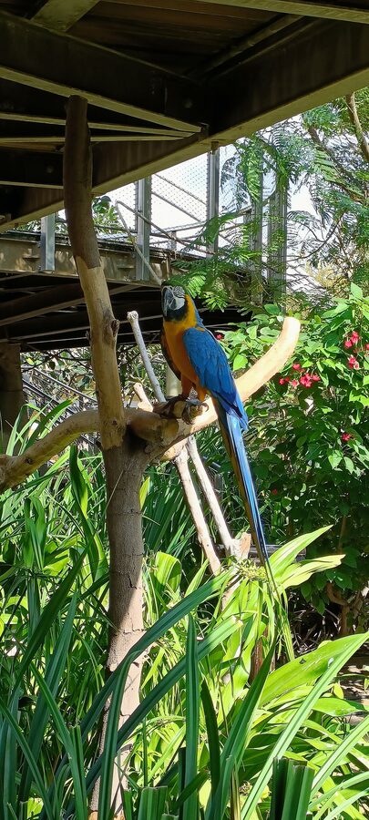Blue and Gold Macaw at Dubai Safari Park aviary