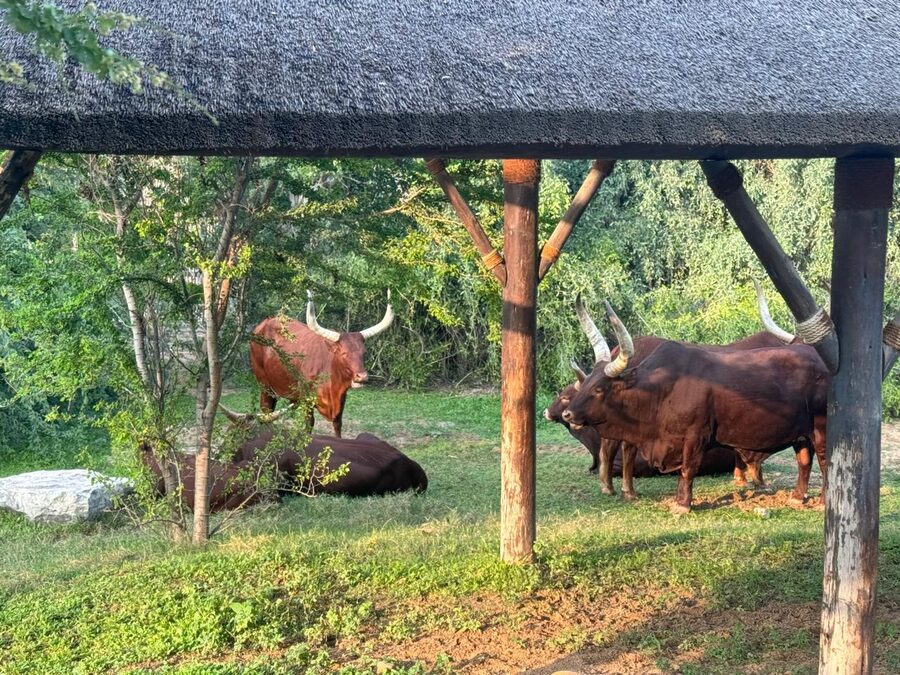 Cattle seen from the drive-through safari bus at Dubai Safari Park