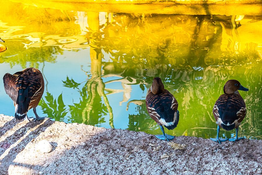 Ducks at Dubai Safari Park aviary pond