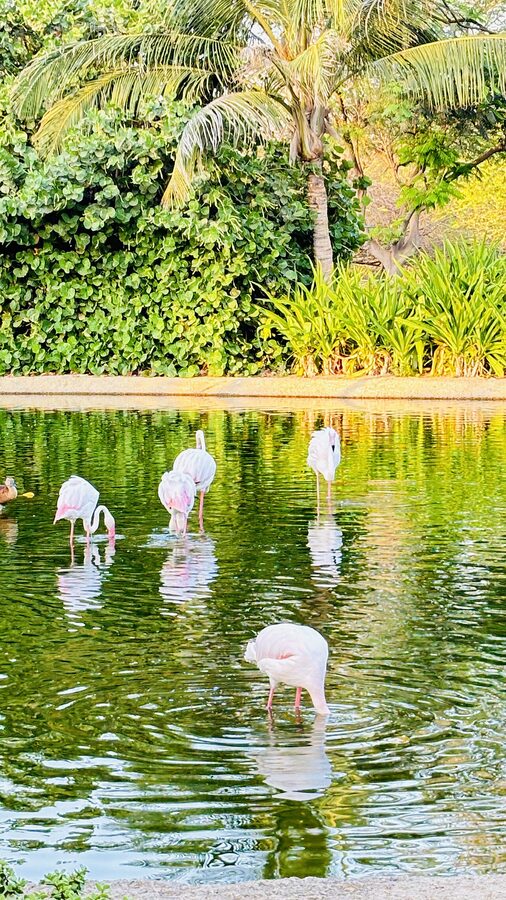 Flamingos drinking water at Dubai Safari Park