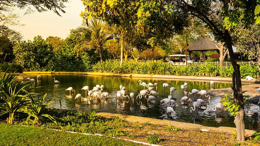 Flock of flamingos at Dubai Safari Park lake