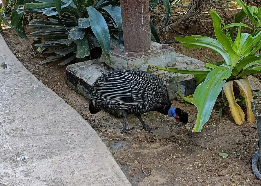 Guineafowl at Dubai Safari Park