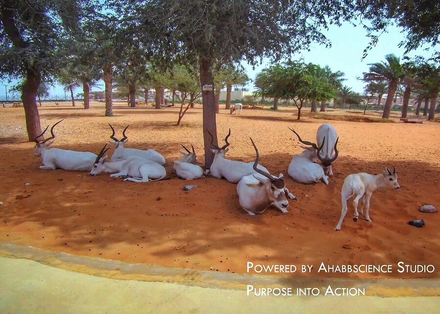 Markhors at Dubai Safari Park Arabian Village