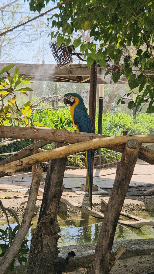 Colourful parrot at Dubai Safari Park
