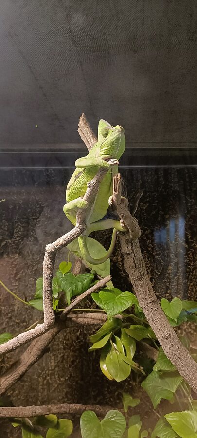 Reptile House at Dubai Safari Park